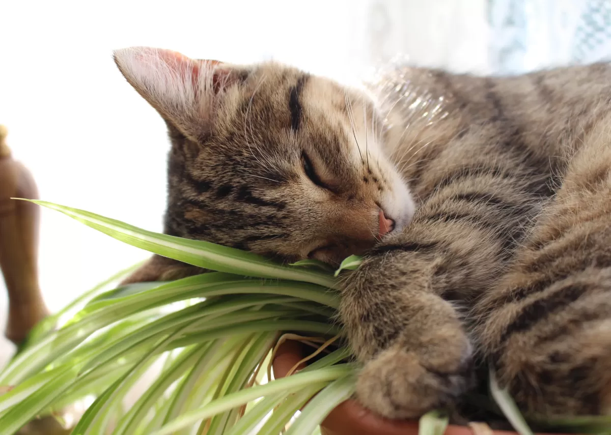 Beyond catnip: 7 safe, cat-friendly plants to have at home