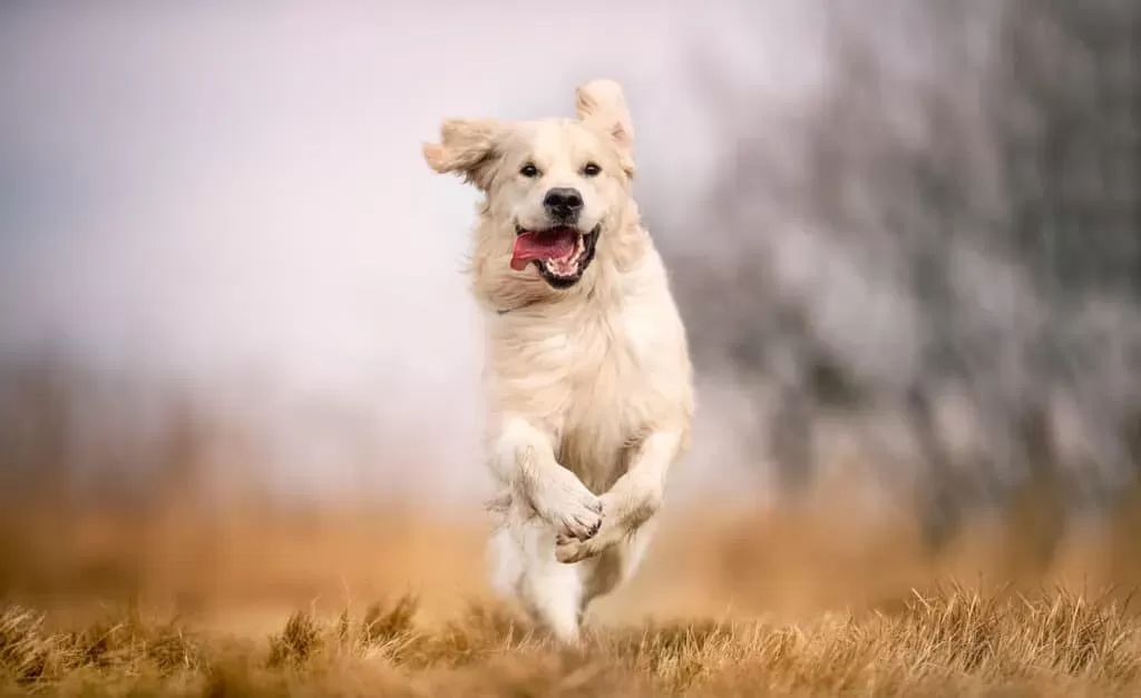 Can Dogs Eat Sausage? Sort Of. - AZ Animals