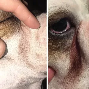 French Bulldog Tear Stains Causes Treatment and Prevention