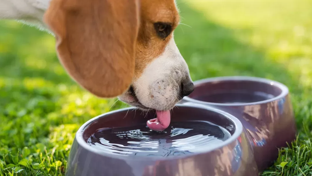 dog does not drink enough water