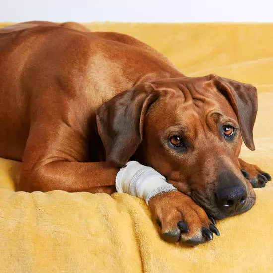 Guide to Treat Dog Abscess