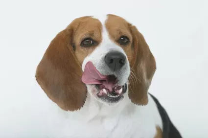 Is Lip Licking Beagle a Threat to Baby?