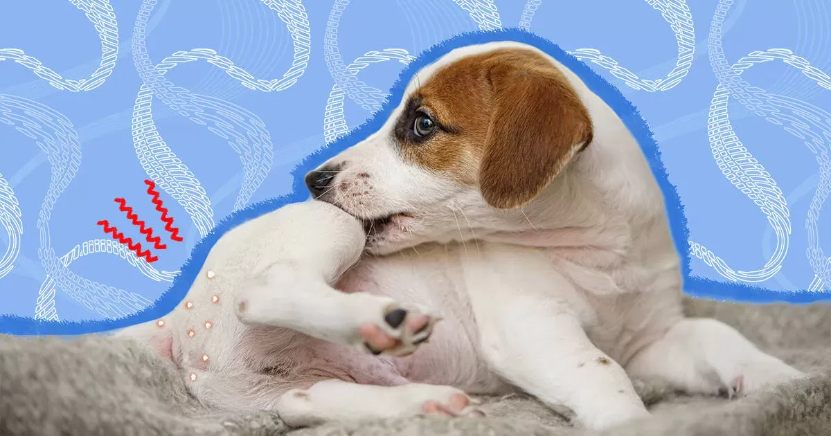 Do Dogs Get Tapeworms?