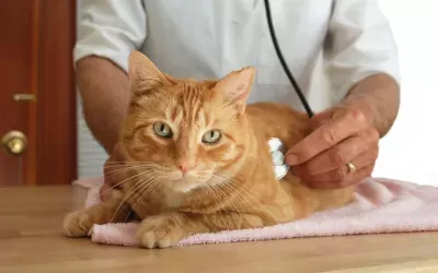 Cat Only Veterinary Practices