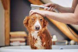 Home Remedies for Dry Skin on Dogs