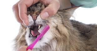 Treating Bad Breath in Cats