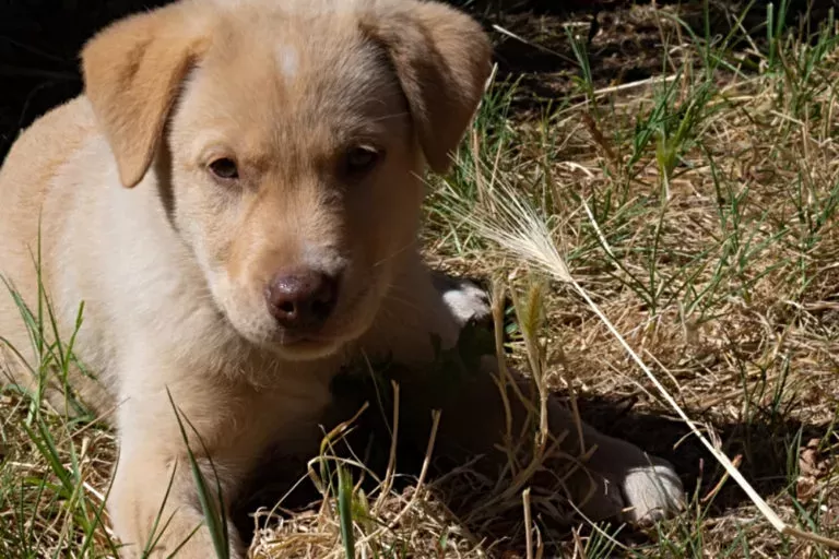 Foxtail in Dogs: Understanding the Dangers