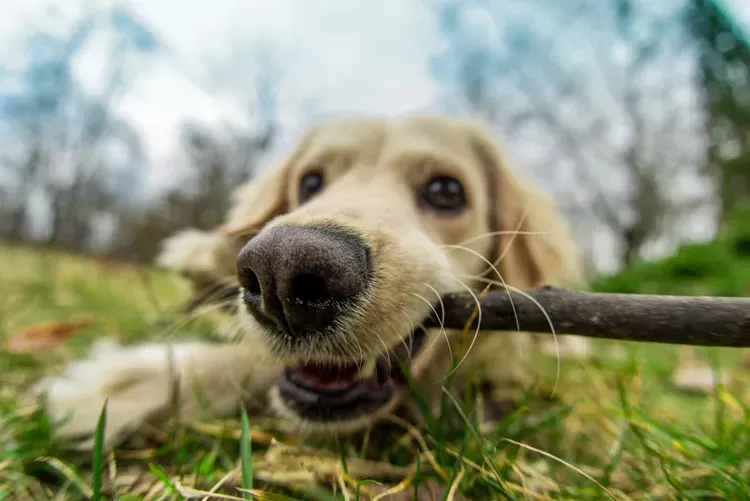 Can Dogs Chew on Sticks