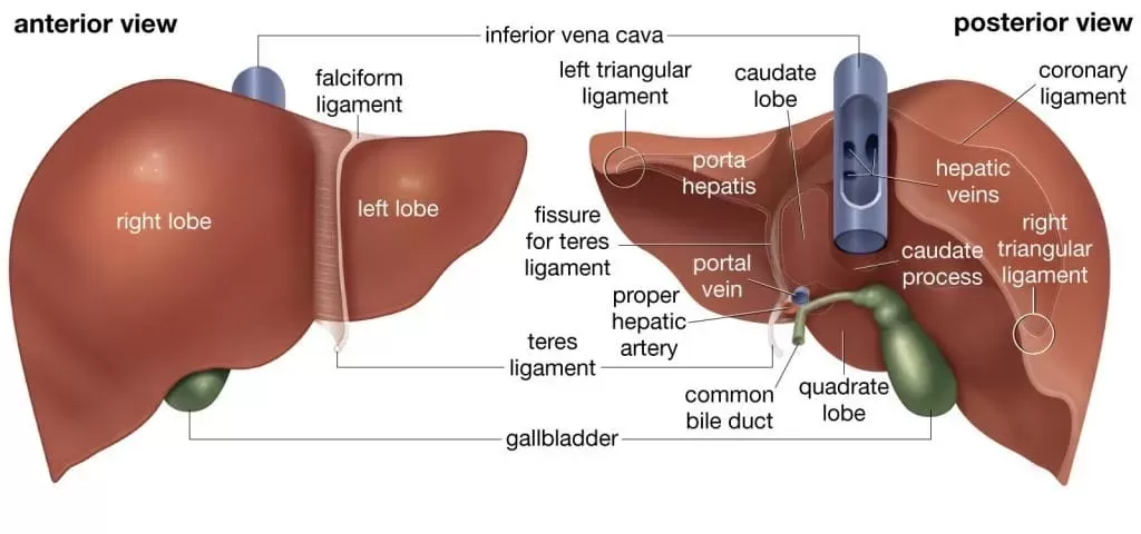 High Liver Enzymes in Dogs