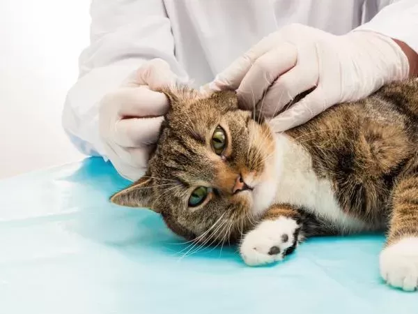 Flea Allergy Dermatitis in Cats