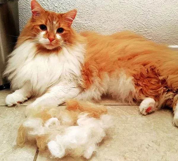 Maine Coon cats shed heavily