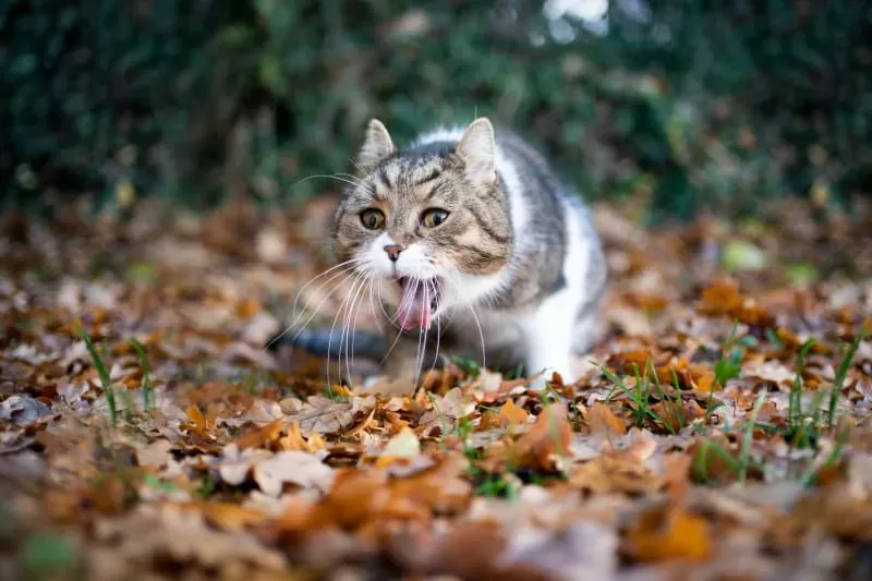 Help! My Cat Keeps Dry Heaving | Aptos-Creekside Pet Hospital | Santa Cruz  County