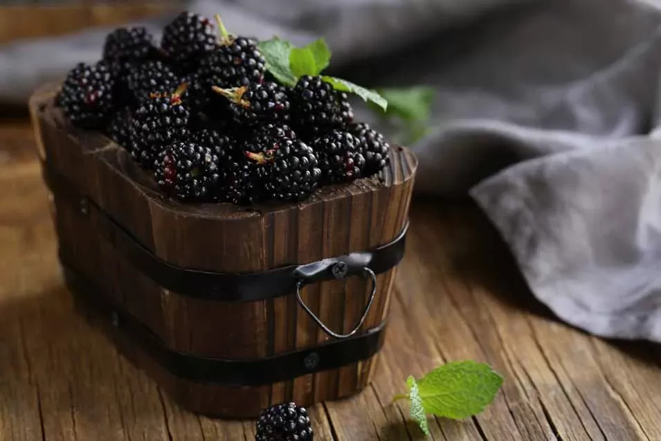 Can Dogs Eat Blackberries - Pet Friendly House