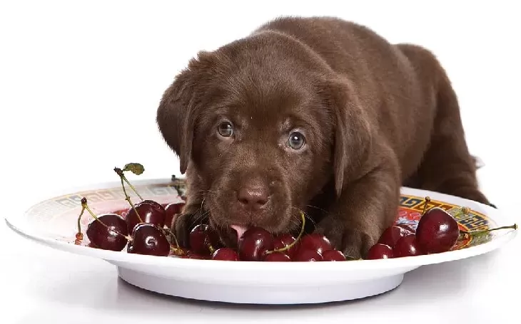 Know Why Cherries are Harmful To Dogs