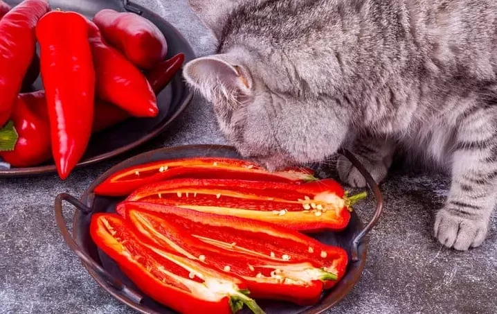 Can Cats Taste Spicy