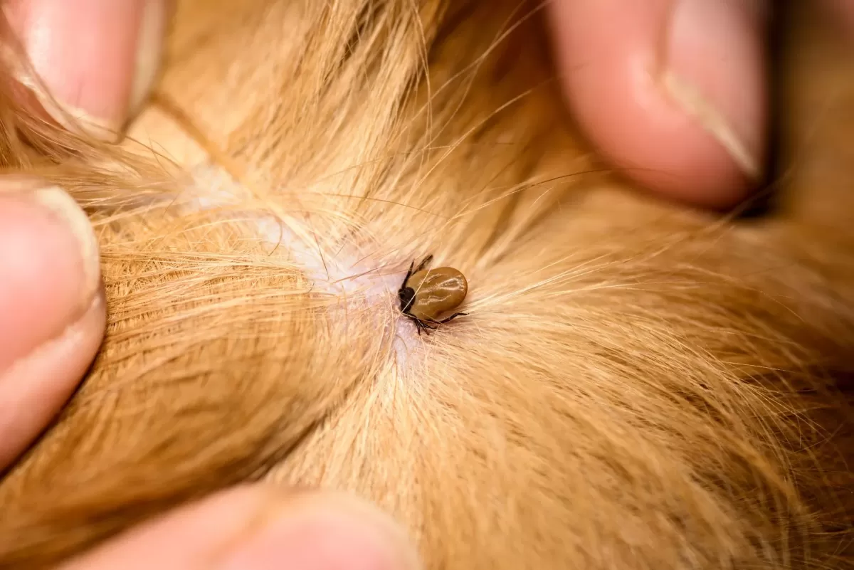 Mites On Dogs 