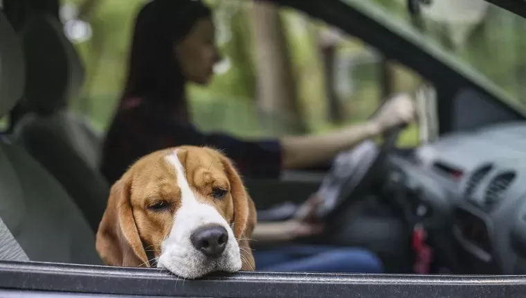 Can Dogs Get Car Sick