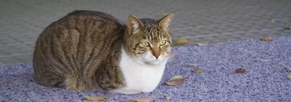 The Cat Loaf: What Is It and Why Do Cats Do It?