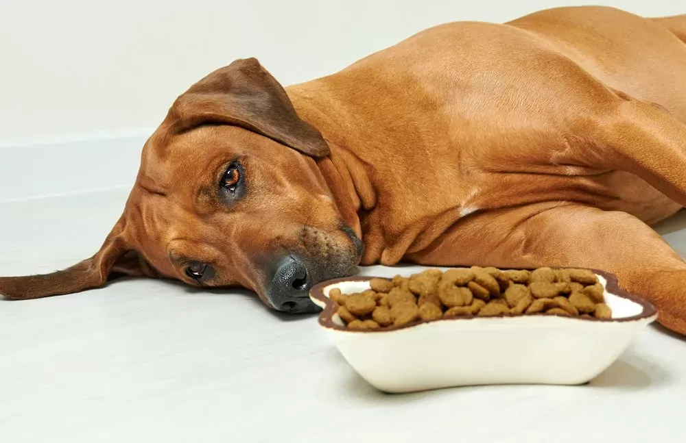 O que alimentar um cachorro doente sem apetite?