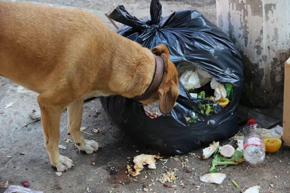 Dogs Eat Garbage