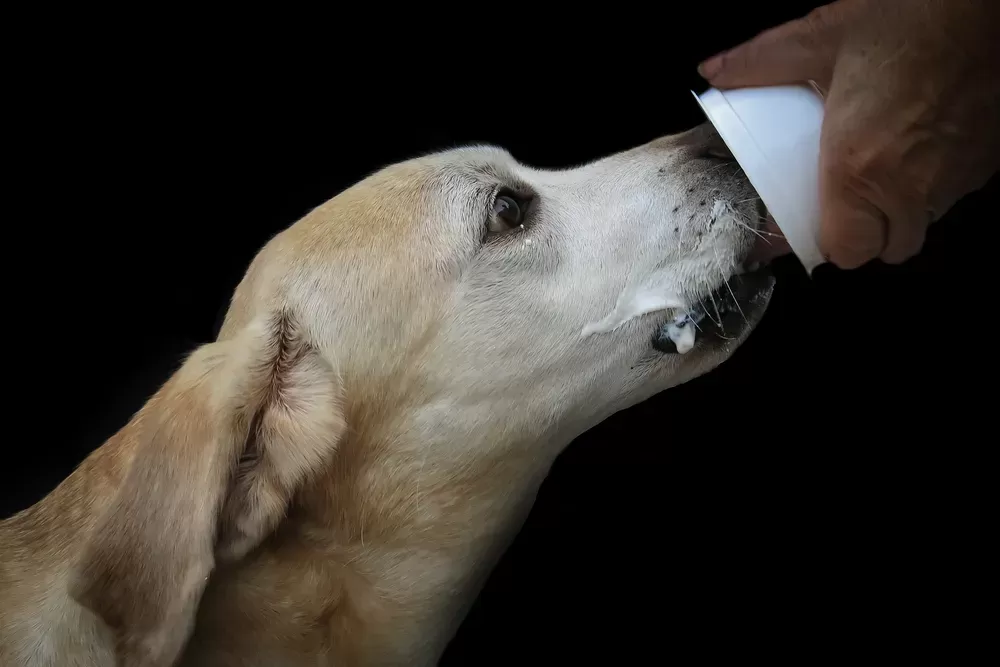 Can Dogs Eat Greek Yogurt