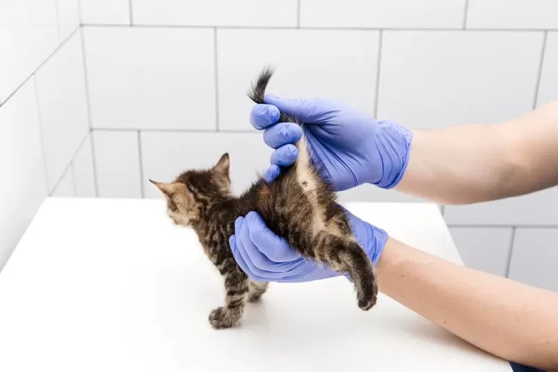 What is the Cost to Express a Cat's Anal Glands? (Updated in 2023) | Hepper