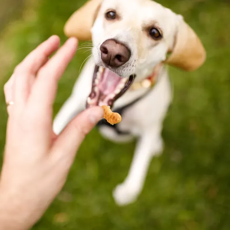 Cão come guloseimas, mas não comida