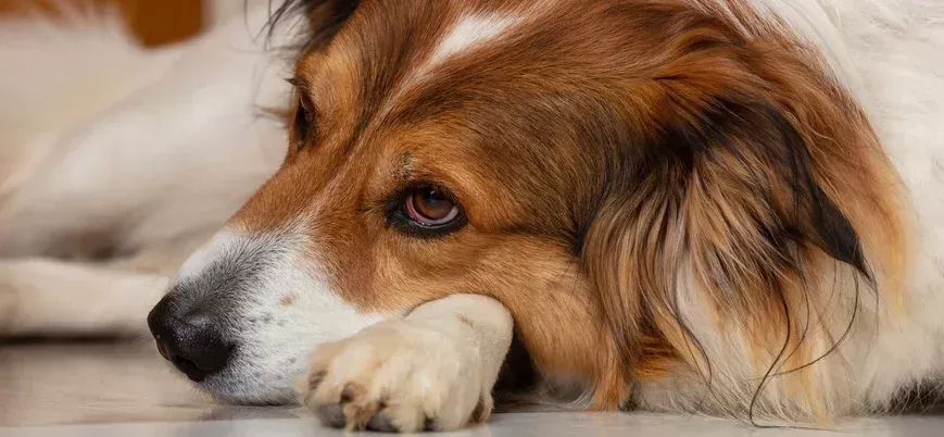 Dog Bloodshot Eyes: Causes, Symptoms, and Treatment