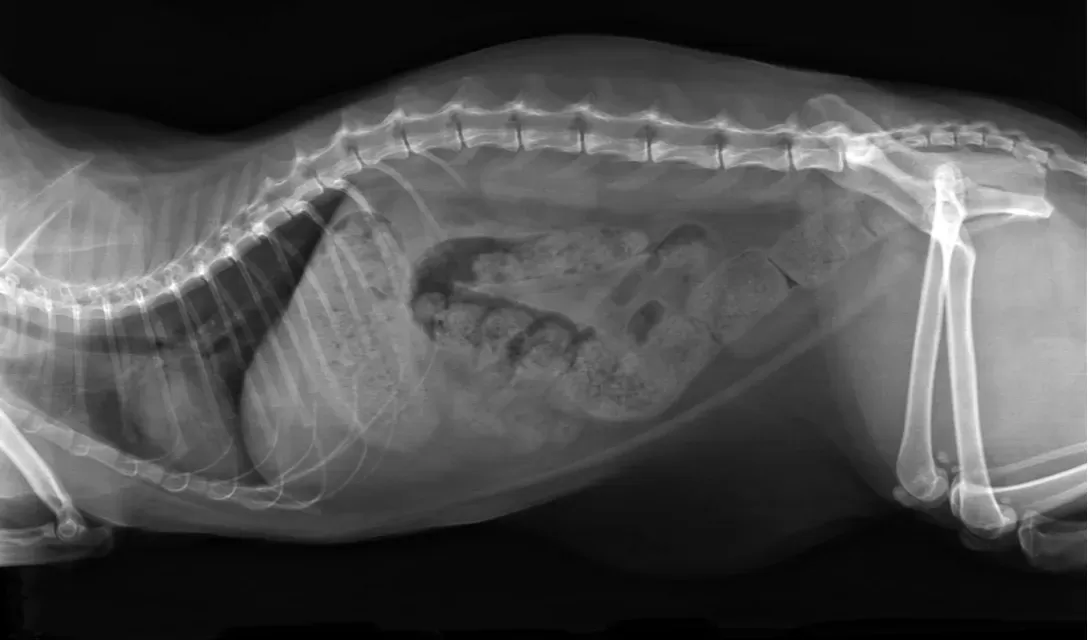 Megacolon in Cats