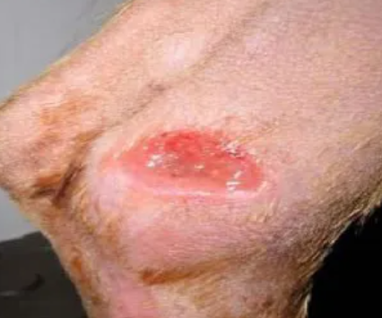 Dog skin ulcer treatment hotsell