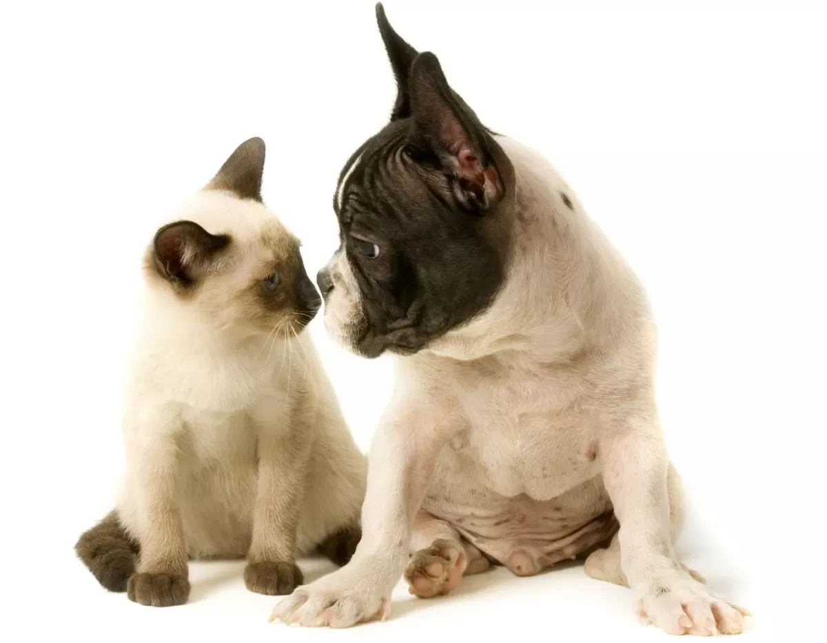 Cats, dogs both linked to longer lives for owners | Modern Healthcare