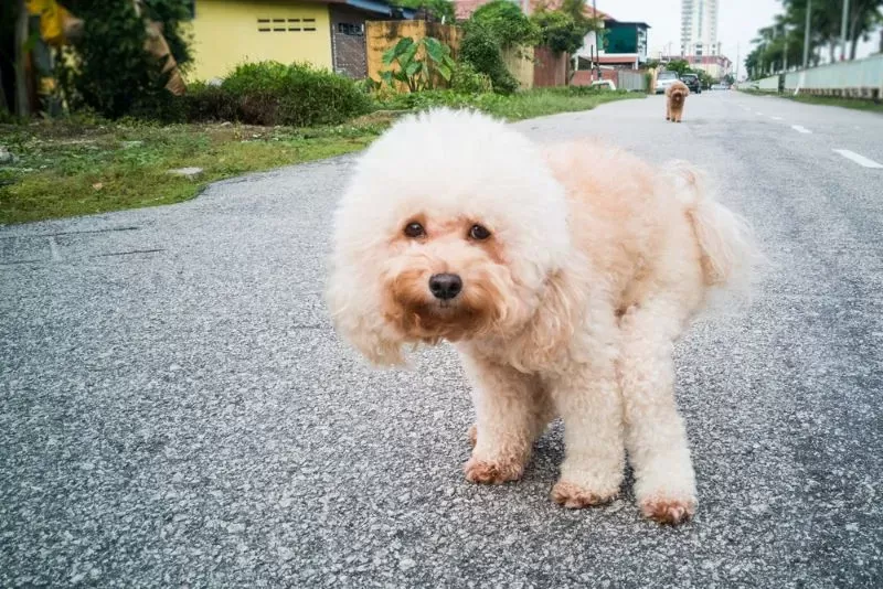 Dog Pooping Clear Liquid? [3 Solutions To This Puzzling Problem] |  JoyPetProducts