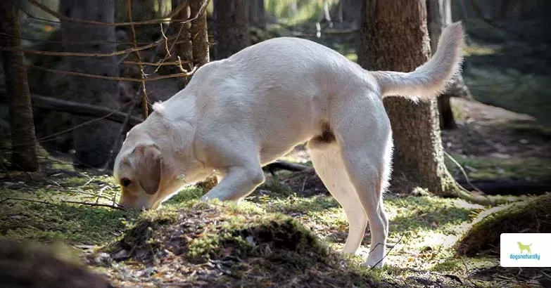 Curated visual reference: Why Do Dogs Eat Dirt Puainta Photo Inspiration