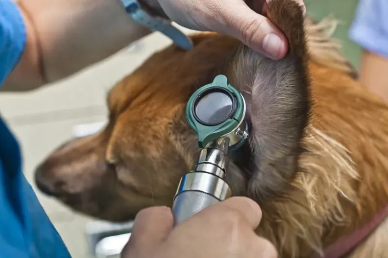 What Do Ear Mites Look Like in Dogs？