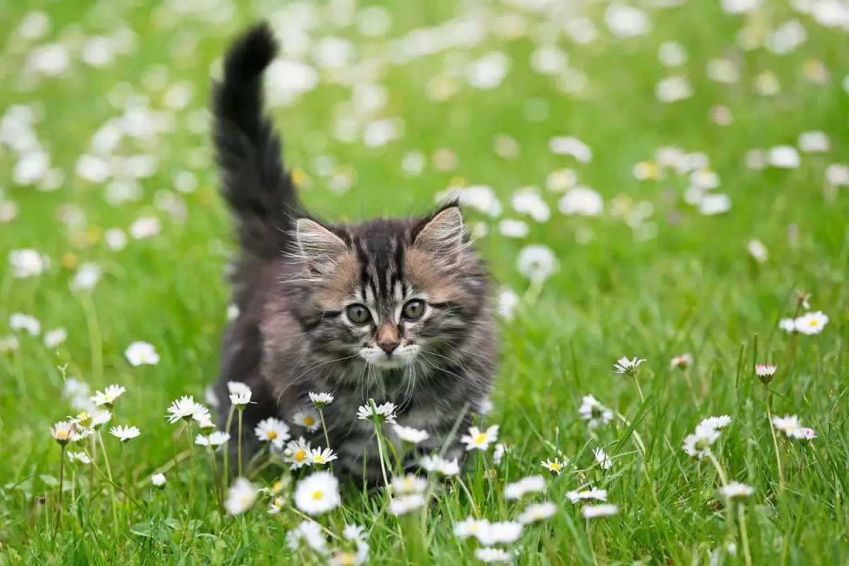 Are Daisy Toxic to Cats