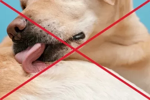 Prevent your dog from licking wounds