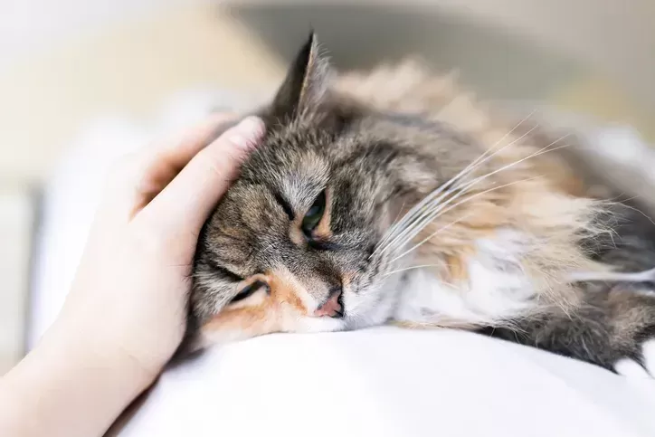 Can Cats Get Parvo? Understanding Feline Panleukopenia