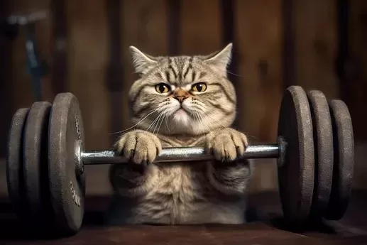 How Much Exercise Do Cats Need