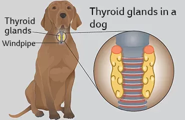 Hypothyroidism in dogs