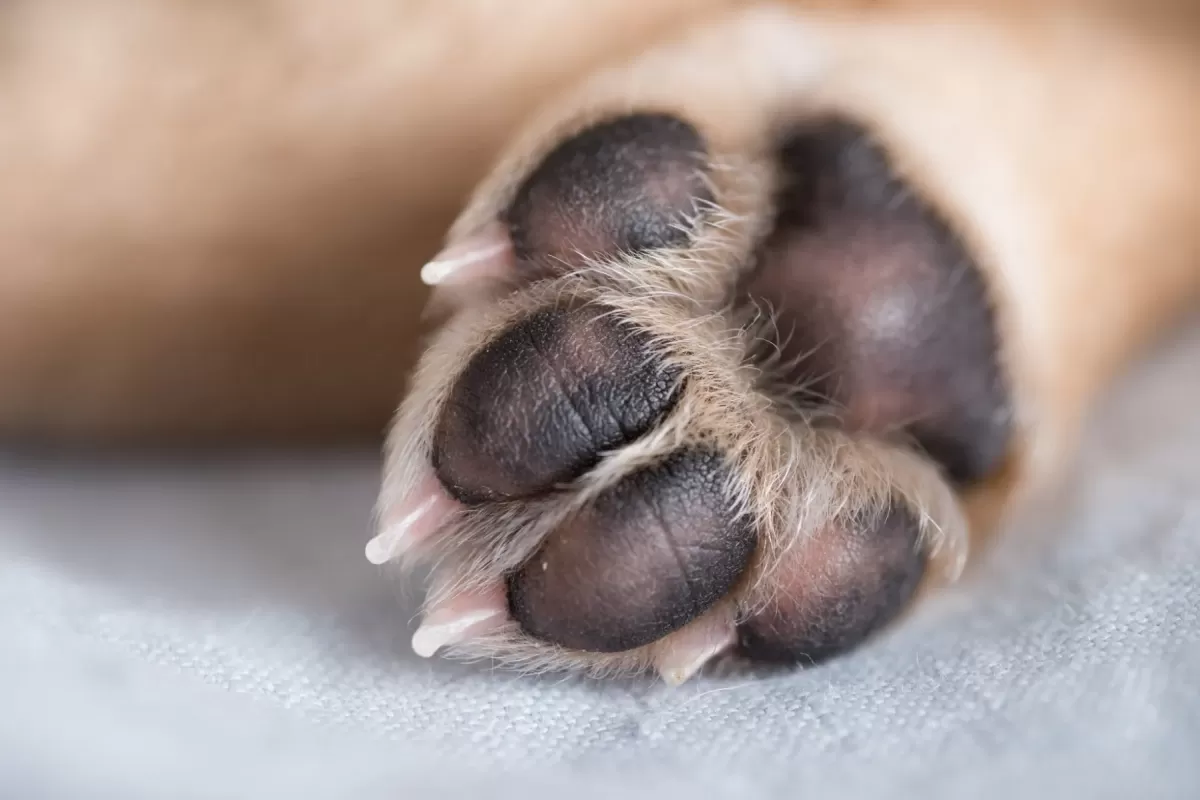 Dog Paw 