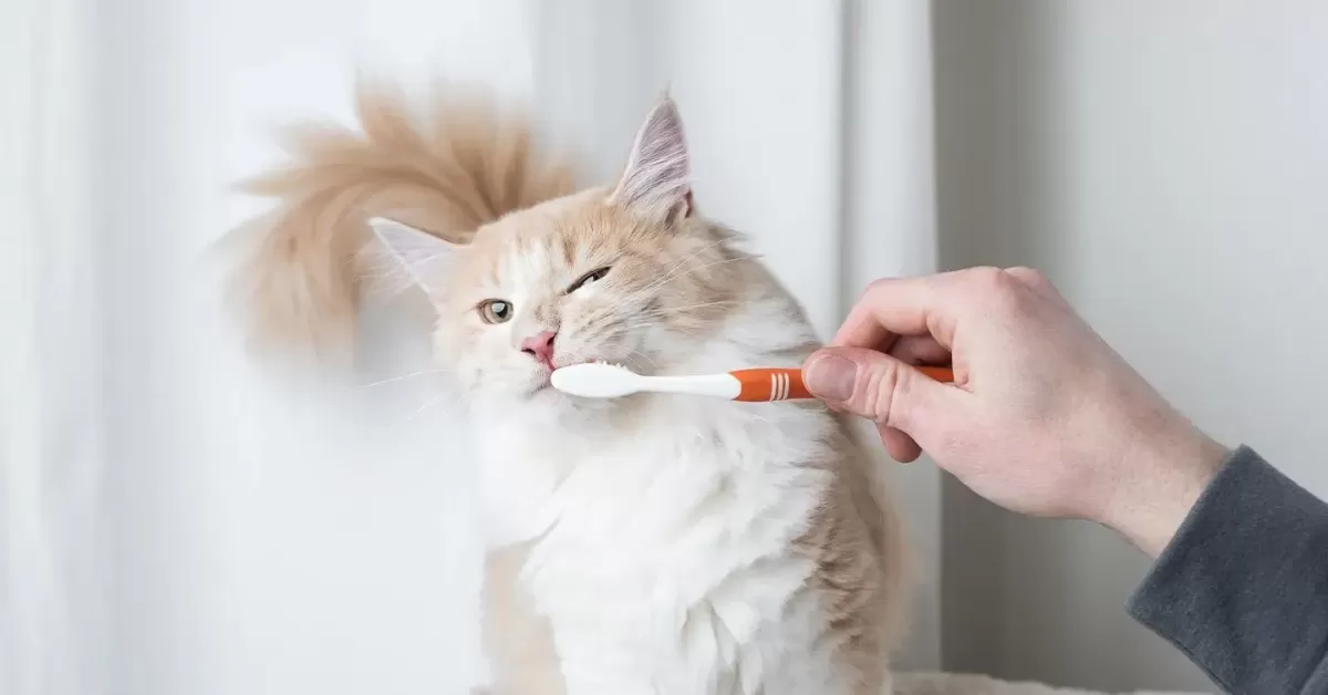 Cat Teeth Cleaning 101