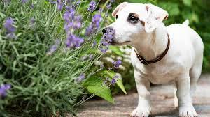 Which Essential Oils are Safe for Dogs?