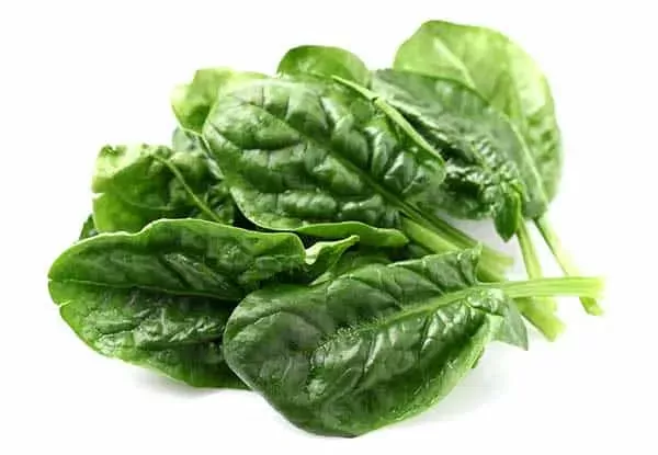 Can Cats Eat Spinach? Is Spinach Safe For Cats?