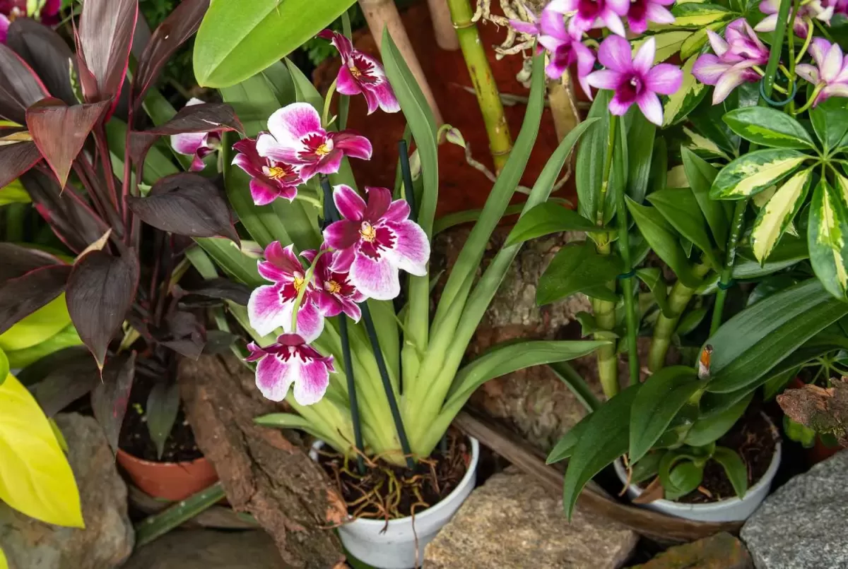 Miltonia Orkideleri (Hercai Menekşe Orkideleri)