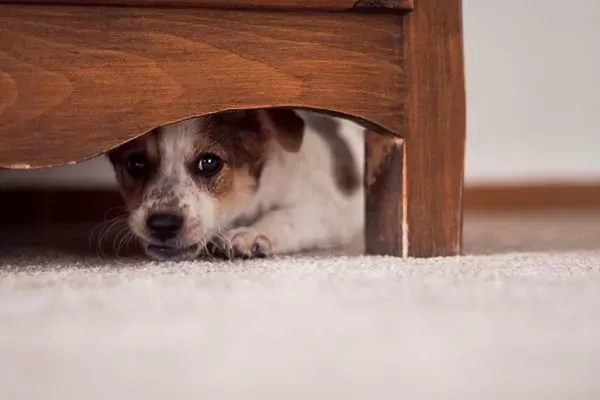 Is Your Dog Hiding? What to Do About It