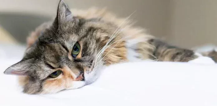 Gastritis bei Katzen: Ursachen, Symptome und Behandlung