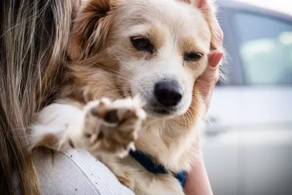 how to get rid of fishy smell from female dog