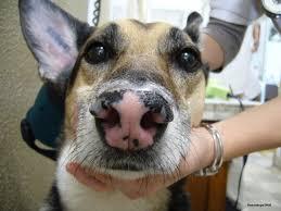 Signs of Nasal Polyps in Dogs