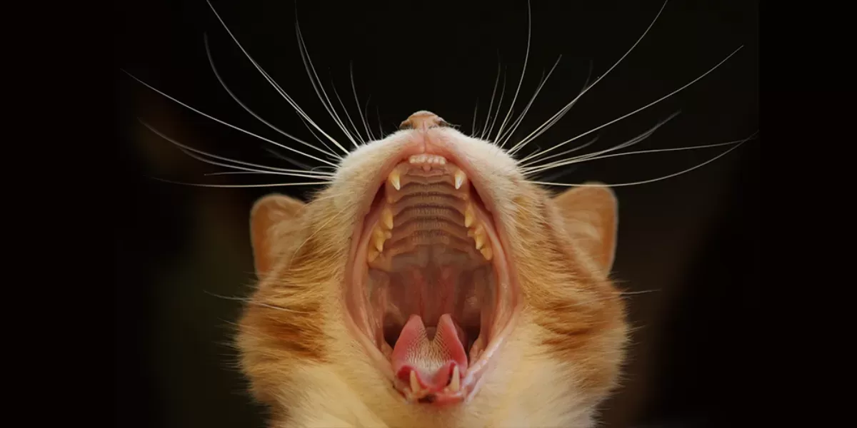 Combien de dents a un chat : exploration de l’anatomie dentaire féline
