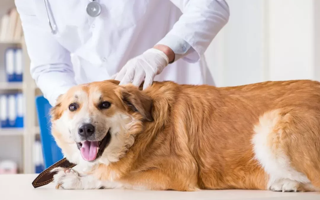 Tratamento para a síndrome de Horner em cães: